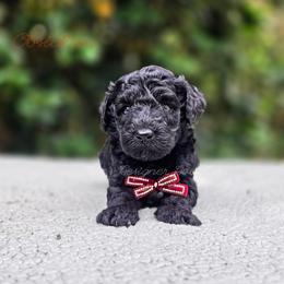 Obsidian - Black and white male Aussiedoodle puppy in Centreville, Mississippi from Trin's Designer Doodles