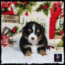 Rip - Black Toy Australian Shepherd puppy in Jacksonville, Texas from AG Toy & Mini Aussies