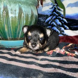Jr - Black and tan male Pomeranian puppy in Knoxville, Tennessee from Thea's Puppies