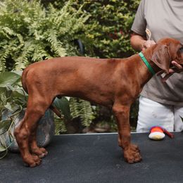 Rhodesian Ridgeback Puppies from African Legends Rhodesian Ridgebacks