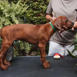 Rhodesian Ridgeback Puppies from African Legends Rhodesian Ridgebacks