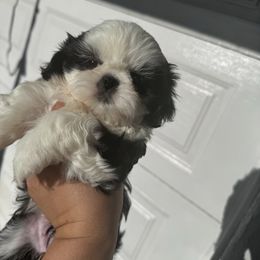 Angie Dickinson - Black and white female Shih Tzu puppy in Apple Valley, California from Southern California Shih Tzu Palace
