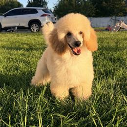 Lucian - Cream male Poodle puppy in Orem, Utah from First Class Poodles