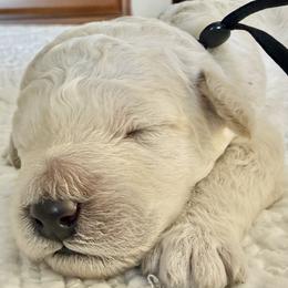 Mr Black Collar - White male Poodle puppy in Screven, Georgia from Dreamland Standard Poodles