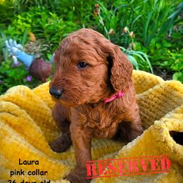 Laura - Red  female Goldendoodle puppy in Greer, South Carolina from South Paw Doodles