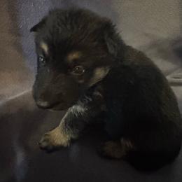 Purple - Black and tan female German Shepherd puppy in La Follette, Tennessee from Moore German Shepherds