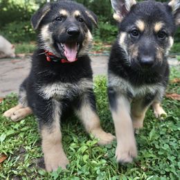 German Shepherd Puppies from Vom Raglinhaus German Shepherds