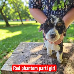 Red Collar parti-phantom - Parti female Poodle puppy in Henagar, Alabama from Windy Oak Kennels