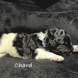Chard - White and black male Bordoodle puppy in Mancos, Colorado from Mesa View Puppies