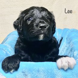 Bordoodle Puppies from Smarti Doodles