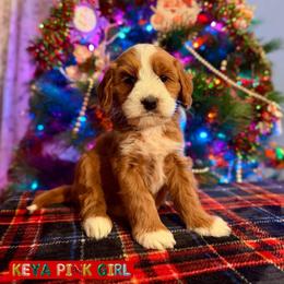 Pink girl - Caramel red female Australian Labradoodle puppy in Rockton, Illinois from Dream Doodles and Cockapoos