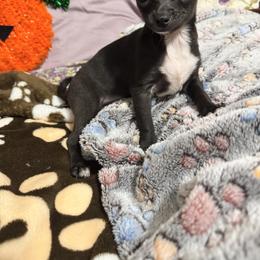 Chihuahua, Poodle, and Yorkshire Terrier Puppies from Rosa's Chihuahuas