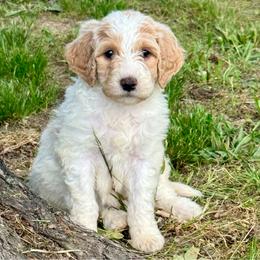 Harrison - Parti male Goldendoodle puppy in Charleston, Arkansas from Lazy S Aussies