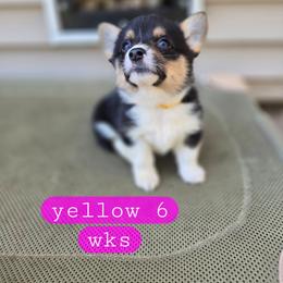 Yellow - Black and tan female Pembroke Welsh Corgi puppy in Necedah, Wisconsin from The 6Ks Paws and Hobbies