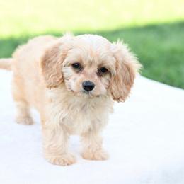 Lacey - Cream female Cavapoo puppy in Lawton, Oklahoma from Lindsey’s Cavies
