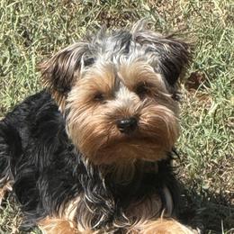 Charlie - Yorkshire Terrier