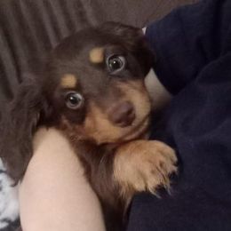 Dachshund Puppies from White River Valley Kennel