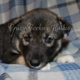 Siberian Husky Puppies from Crazy Cookies Huskies