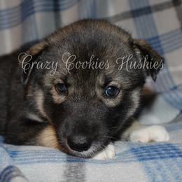 Siberian Husky Puppies from Crazy Cookies Huskies