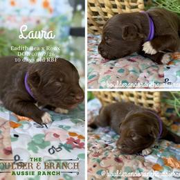 Laura - Red & white female Australian Shepherd puppy in Temecula, California from Boulder & Branch Aussie Ranch
