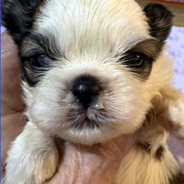Hayden - Red and white male Shih Tzu puppy in Corpus Christi, Texas from Pam Crump Shih Tzu