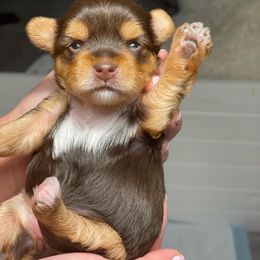 French Bulldog and Yorkshire Terrier Puppies from Casa De Silva LLC