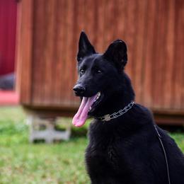 Sin - Black male German Shepherd puppy in Clarkrange, Tennessee from Vom Wolff