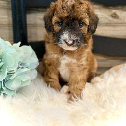Bernedoodle and Whoodle Puppies from Genesis Family Farm