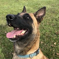 IVOK - Belgian Malinois