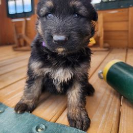 Thanos - Black and tan male German Shepherd puppy in Los Lunas, New Mexico from Mali's German Shepherds