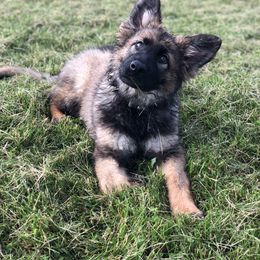 German Shepherd Puppies from Sonnenhügel Shepherds