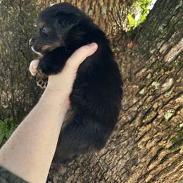 Girl 3 - Black tri-color female Australian Shepherd puppy in Lakeland, Florida from Infinite Aussies