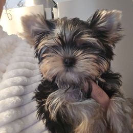Male 1 - Black and gold male Yorkshire Terrier puppy in Hesperia, California from Diamond Doll Yorkies