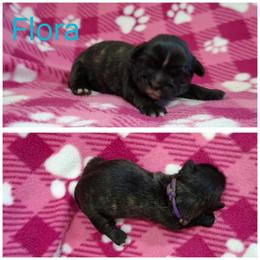 Flora - Brindle female Lhasa Apso puppy in Cincinnati, Ohio from Shangri-La Lhasa Apsos