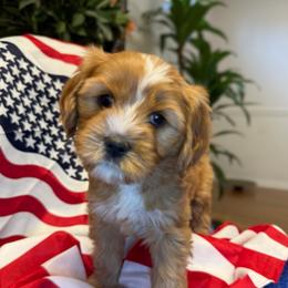 Girl 1 Princess Leia - Red female Cavapoo puppy in Bountiful, Utah from PJs Puppy Love