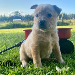 Ruffles - Red speckled female Australian Cattle Dog puppy in Athol, Idaho from Sage Creek Australian Cattle Dogs