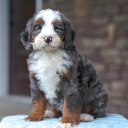 Marley - Merle male Bernedoodle puppy in Dundee, Ohio from Down Home Doodle