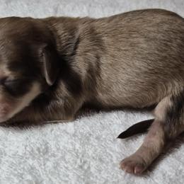 Harvest - Chocolate and cream female Dachshund puppy in Las Cruces, New Mexico from The Dachshund Den
