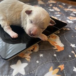 Boy 2 - male Maltipoo puppy in Peekskill, New York from Dorothy Bunch's Maltipoos