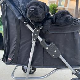 Golden Retriever and Labrador Retriever Puppies from The Golden Leash Kennels