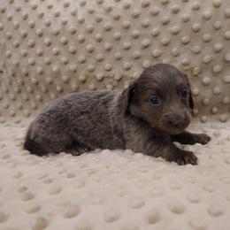 Puppy 4 - Blue and tan female Dachshund puppy in Krum, Texas from Dots N Spots Dachshunds