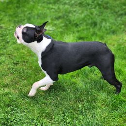 Loki - Boston Terrier