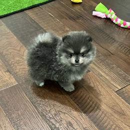 Sabrina - Blue and tan female Pomeranian puppy in Lyons, Georgia from Its a Poms Life Kennel