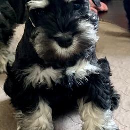 Miniature Schnauzer Puppies from Caesars Creek Miniature Schnauzers