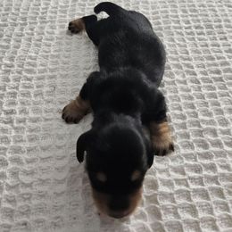 Black and Cream Girl 2 - Black and cream female Dachshund puppy in Mesa, Arizona from T&J Lovable Longhaired AKC Dachshunds