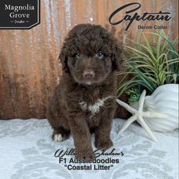 Captain - Denim - Brown and white male Aussiedoodle puppy in Oxford, Alabama from Magnolia Grove Doodles