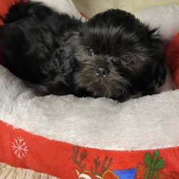 Boy 1 - Black male Shih Tzu puppy in Zeigler, Illinois from Dandy Little  Shih Tzu, Shih Poo's and Toy Poodles