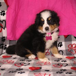 Bernese Mountain Dog puppies from Colson Kennels
