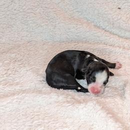 Daphne - Black tri female Toy Australian Shepherd puppy in Lakeland, Florida from Under the Oak Aussies