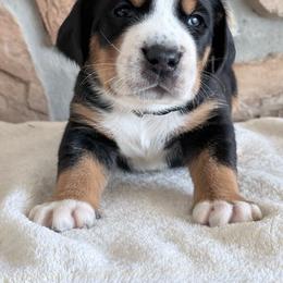 Green - Black, white and red male Greater Swiss Mountain Dog puppy in Everett, Pennsylvania from Sweet Stream Swissies